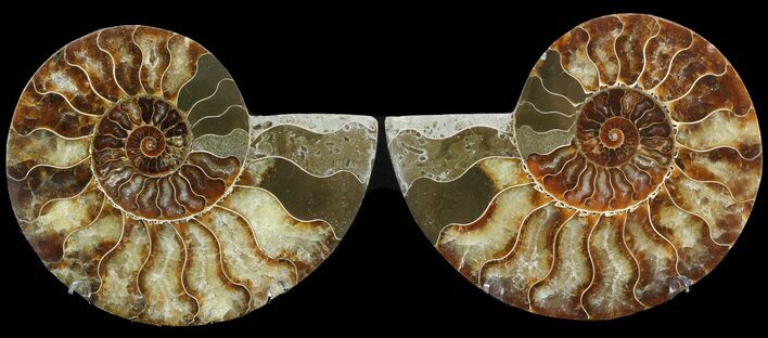 Cut & Polished Ammonite Fossil - Agatized #47716